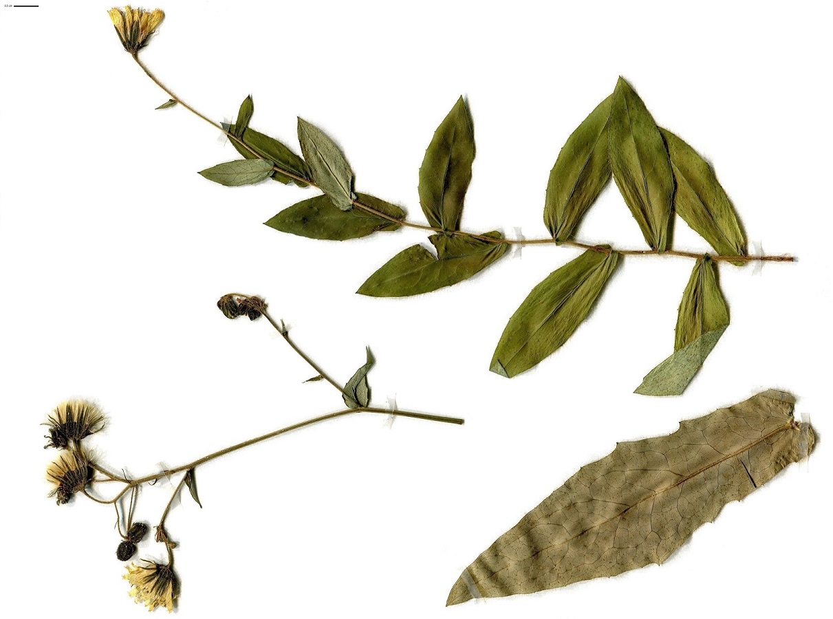 Hieracium prenanthoides (Asteraceae)